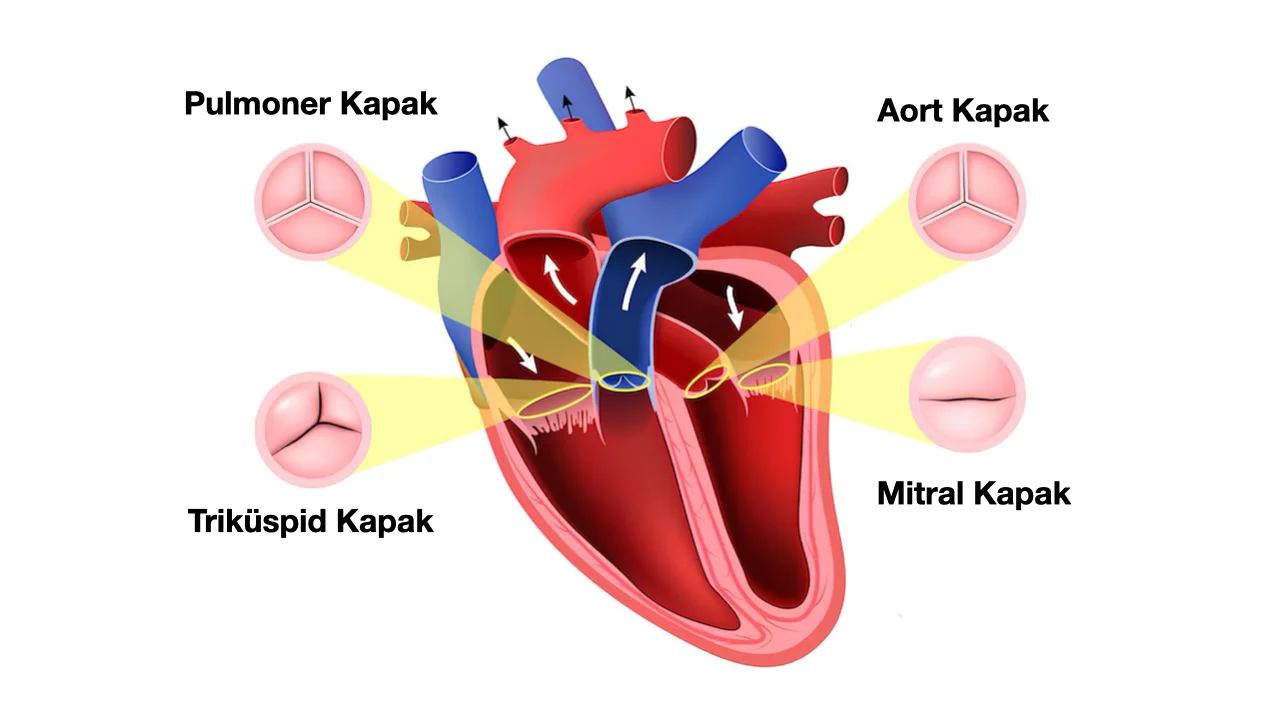Kalp Kapak Hastalıkları